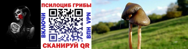 как найти наркотики Оренбург hydra Галлюциногенные грибы мицелий